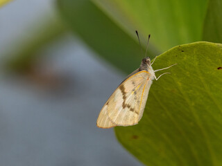 Obraz premium Schmetterling