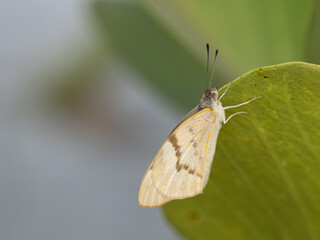 Schmetterling