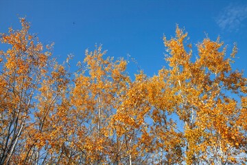 Autumn Trees with Golden Leaves Against a Blue Sky — Natural Background for the Fall Season