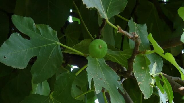 buds and raw fig fruit on a branch of a fig tree. video 4k.