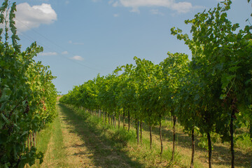 Naklejka premium Grape trees and vines and bushes with green grape leaves and branches and fruits growing in Italian countryside in the summer during the sunny days 