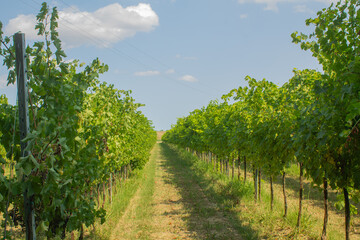 Grape trees and vines and bushes with green grape leaves and branches and fruits growing in Italian countryside in vineyard in the summer during the sunny days	