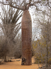 Baobab