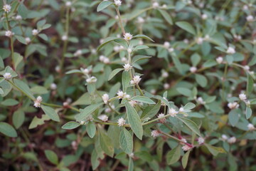 Alternanthera sessilis also known as sessile joyweed or dwarf copperleaf is with full of tiny white flowers 
