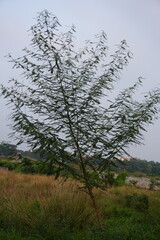 The young Acacia or Vachellia nilotica plant has found in the backyard 