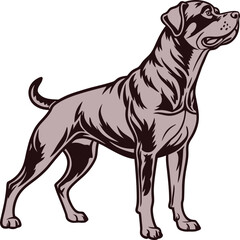 vector illustration of Rottweiler Dog 