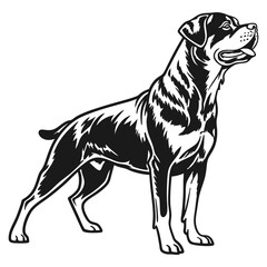 vector illustration of Rottweiler Dog 