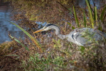 An adult grey heron (Ardea cinerea) stands on the bank of a pond looking for prey