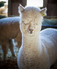 Greek Corinthian Helmet
