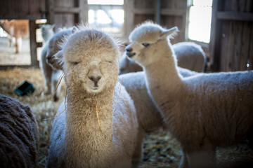 Fototapeta premium Alpacas in farm