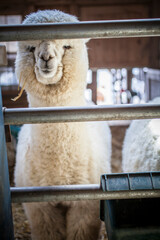 Alpaca in front of a fence