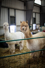 Alpacas in barn