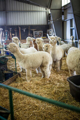 Group of alpacas in barn
