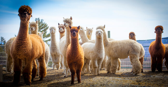 Alert alpacas