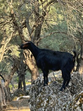 A black goat standing alone near Fethiye  in Turkey