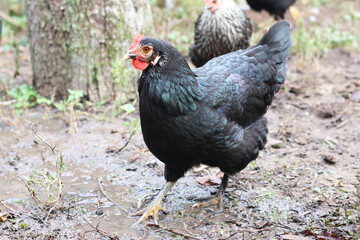 Chickens on a rural farm. Agriculture. Poultry breeding. Breeding chickens.