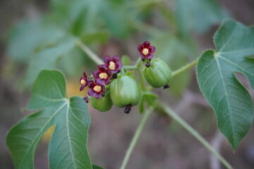 The tiny purple flowers along with the fruits of the Jatropha gossypiifolia commonly known as Nettlespurges plant 