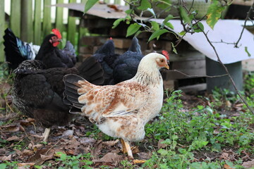 Chickens on a rural farm. Agriculture. Poultry breeding. Breeding chickens.