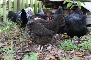 Chickens on a rural farm. Agriculture. Poultry breeding. Breeding chickens.
