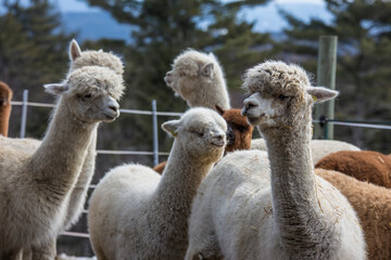 Several White Alpacas