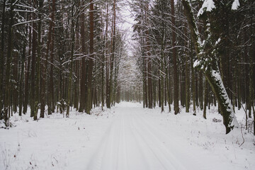 winter forest landscape after heavy snowfall