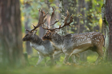 Daniel zwyczajny (Dama dama) © Bartosz Rakoczy