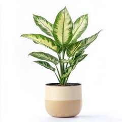 indoor plant in a pot isolated