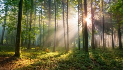 Fototapeta premium Celebrate the connection between light and life in nature. 