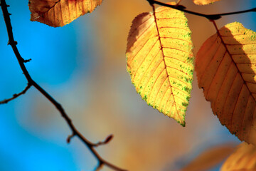 Obraz premium Beautiful autumn background for your design.