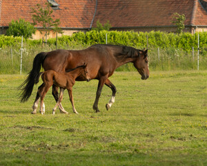 Fototapeta premium Belgian warm blood mare with newborn foal out in the meadow
