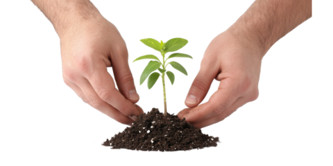 Caring Hands Planting a Young Green Seedling