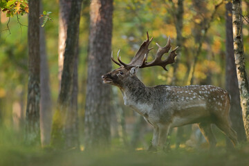 Daniel zwyczajny (Dama dama) © Bartosz Rakoczy