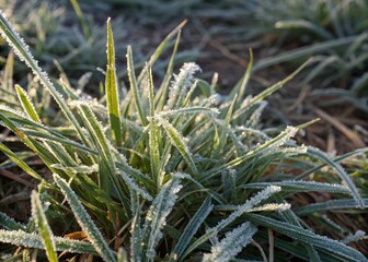 Obraz premium Frozen Grass Top View Architectural Photography Closeup