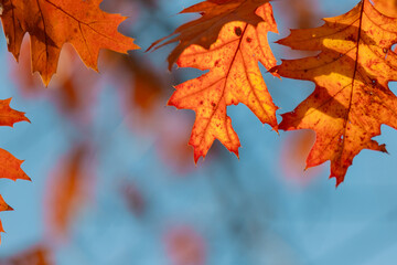 Beautiful autumn background for your design.