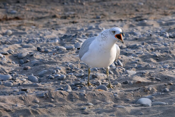 Angry ring-billed gull Larus delawarensis screaming as it stands on the beach at Lake Ontario Canada