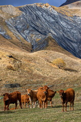 Cows in autumn pastures in french Alps