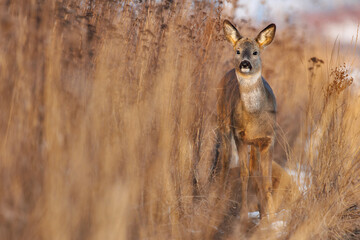 The young deer emerges from the snow-covered reeds. The deer watches curiously, its large brown eyes scanning the quiet, wintry landscape with a sense of discovery.
