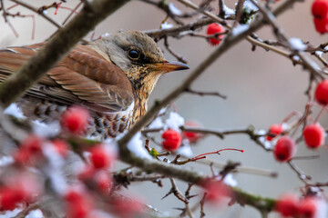 A fieldfare (Turdus pilaris) sits on a snow-covered hawthorn bush, its berries gleaming like ornaments on a Christmas tree. It?s a perfect image for a Christmas postcard or a festive background.
