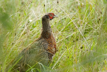 a colourful pheasant hidden in the meadow, pheasant in the meadow, pheasant between blades of...