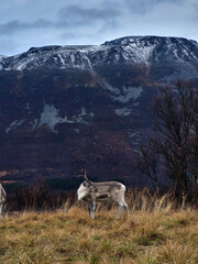Beautiful reindeer in front of a scenic mountain in Norway