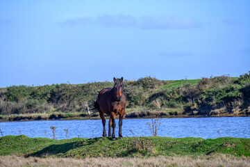 close up portrait if a New Forest Pony with a pond in the background at Lymington Hampshire England