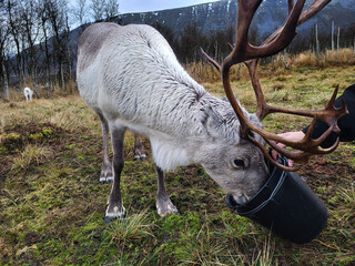 Reindeeer being fed by hand in Norway © just_flowerin
