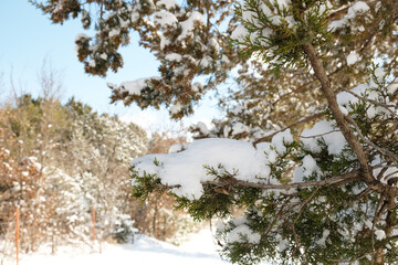 Texas winter snow weather closeup on juniper cedar tree.