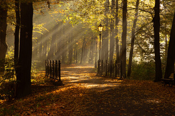 Park Pszczyna jesienią. Aleja drzew, promienie słońca o poranku, opad liści © Iwona
