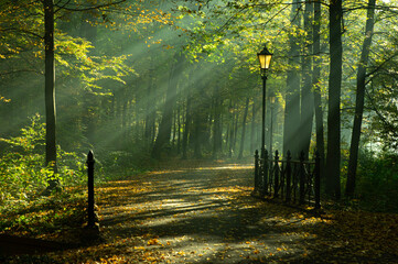 Park Pszczyna jesienią. Aleja drzew, promienie słońca o poranku © Iwona