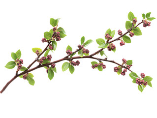 a branch with small red berries and green leaves