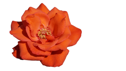 Vibrant orange rose in full bloom, isolated on a transparent png background, emphasizing its petals and intricate details.