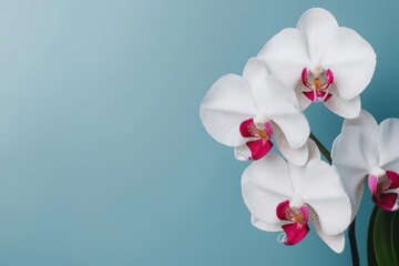 Close-up of a white orchid with a deep pink center, highlighting contrast in petal colors, White...