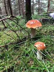 mushroom in the forest