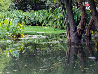 Serene Pond with Lush Greenery and Reflections